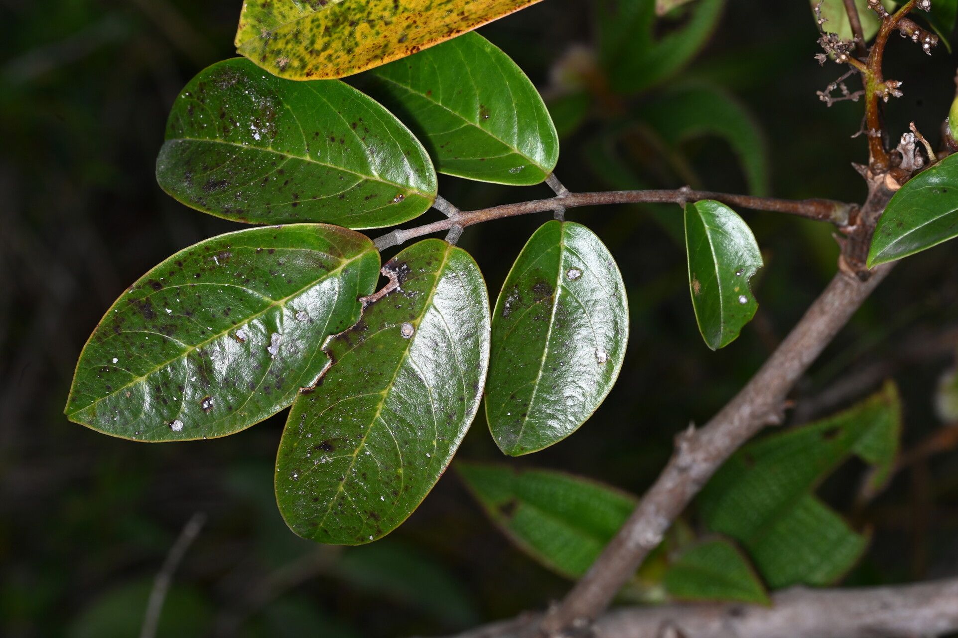 Rourea frutescens — houseplant care guide