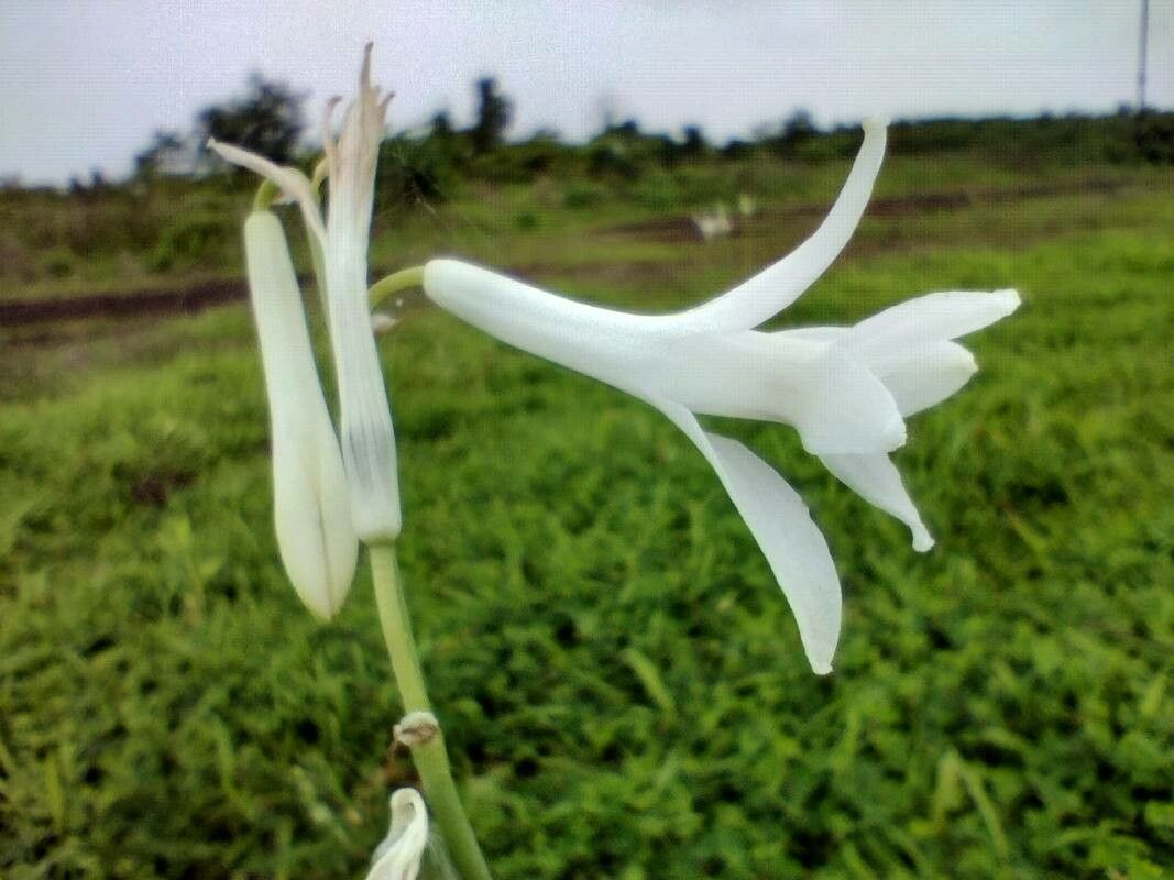 Dipcadi concanense flower