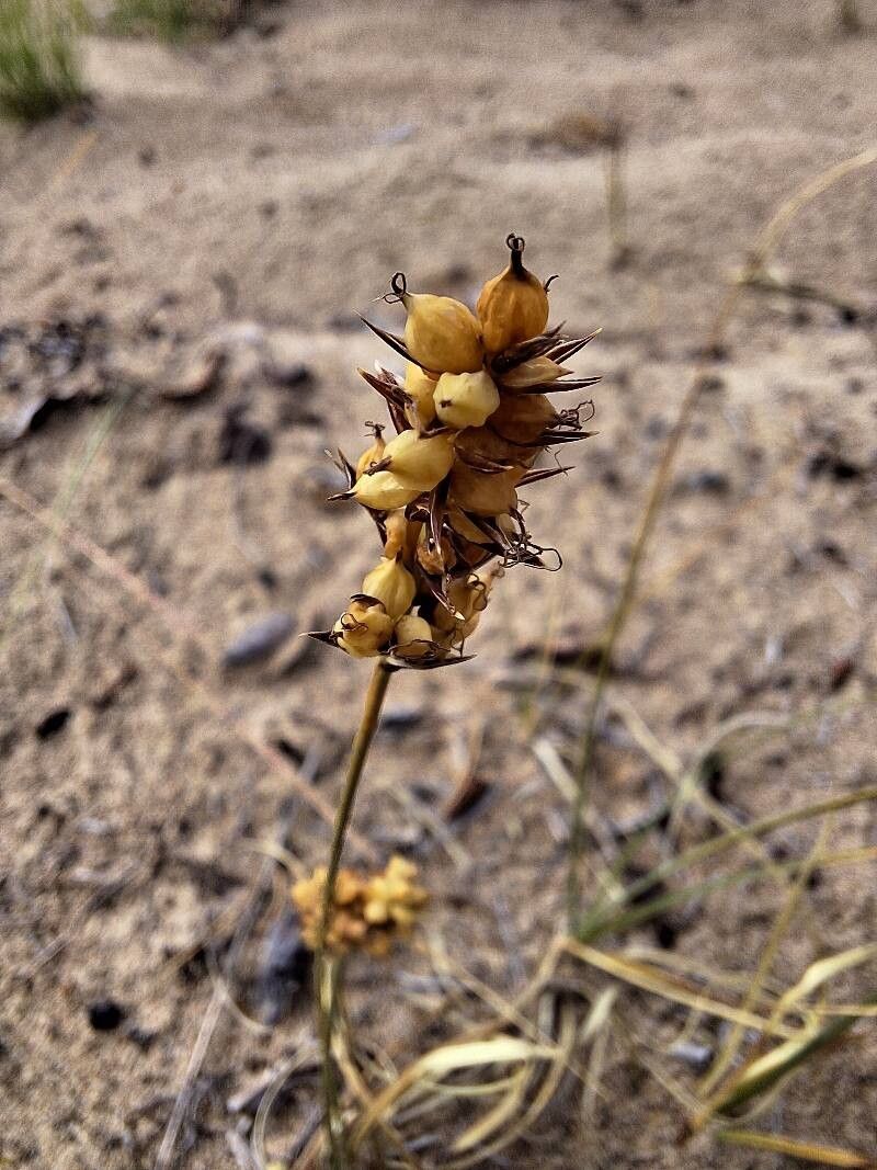 Carex sabulosa fruit