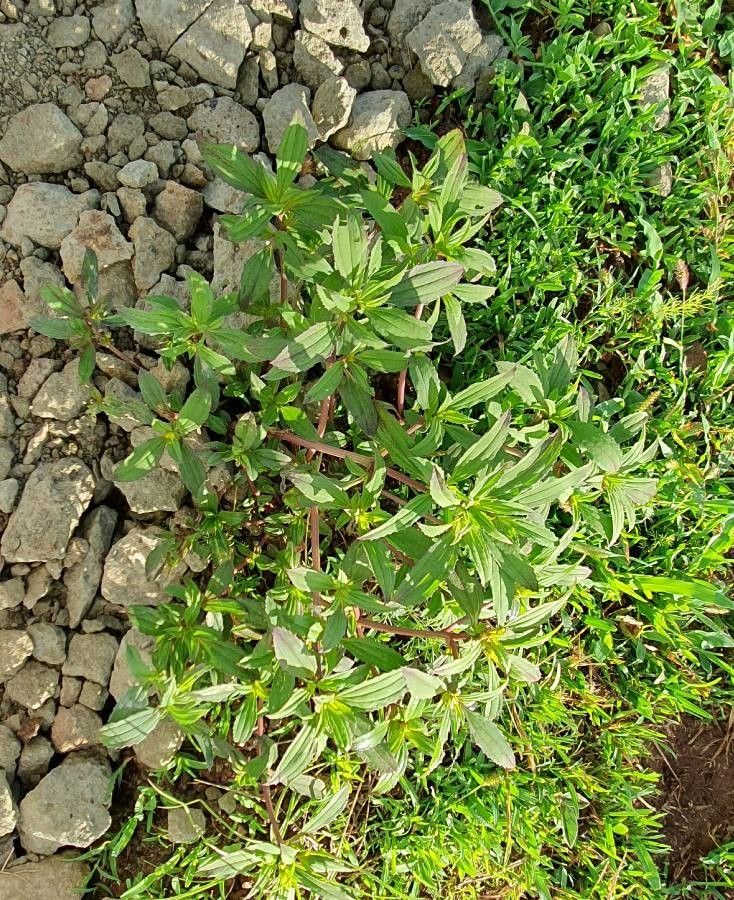 Flaveria trinervia — related species from the same genus