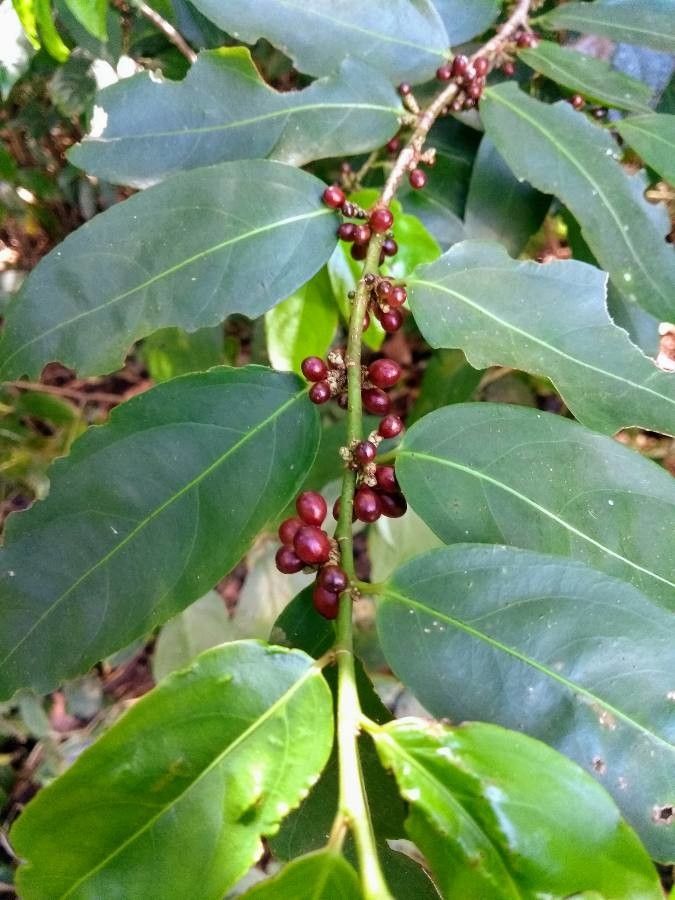 Ilex brevicuspis — search result for 'Ilex'