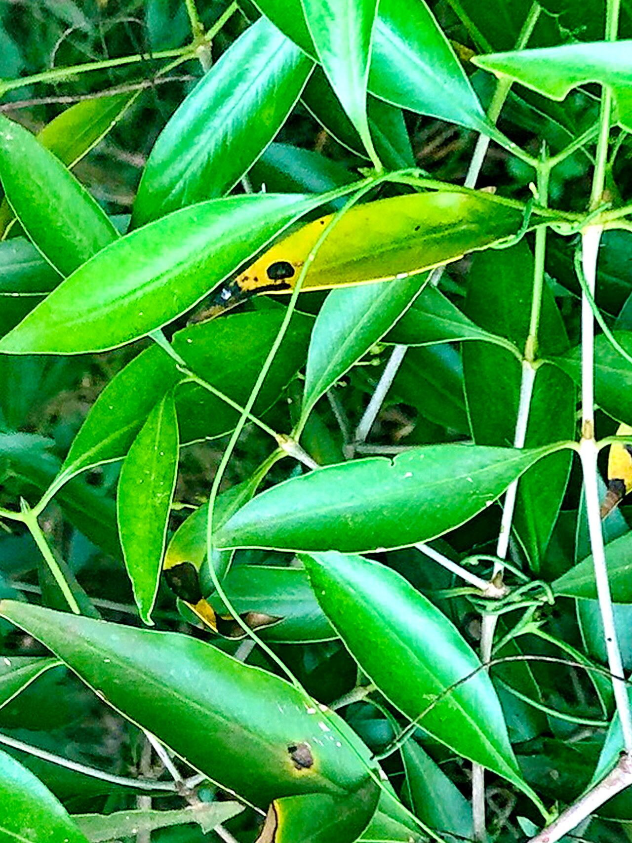 Coptosperma supra-axillare — houseplant care guide