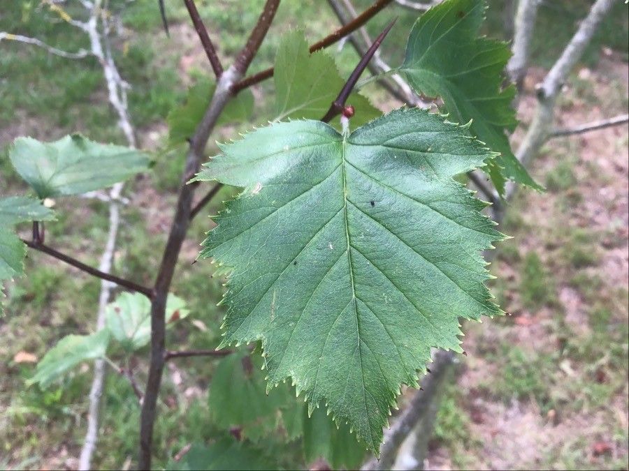 Crataegus pedicellata — search result for 'Crataegus'