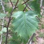 Crataegus pedicellata