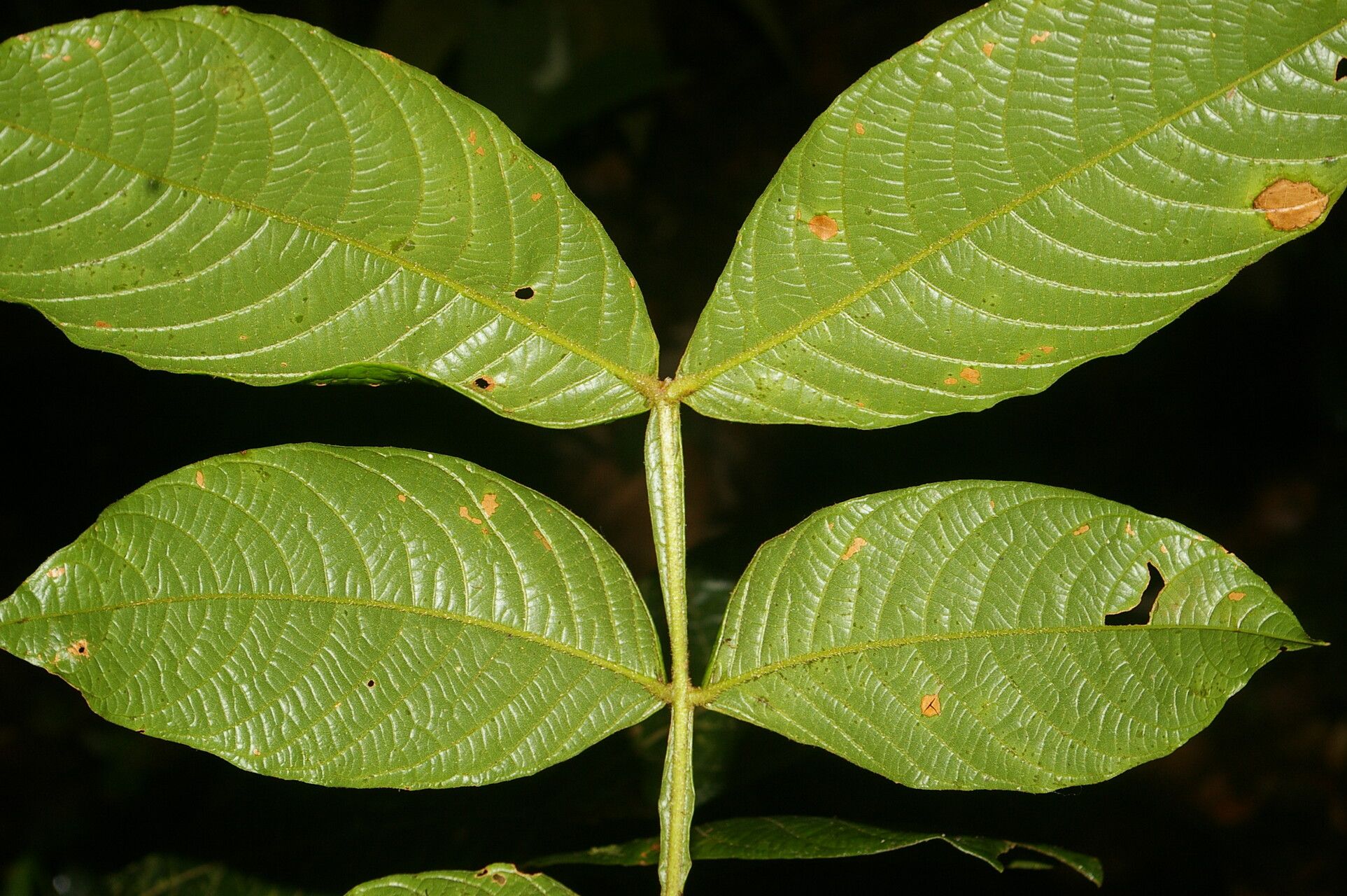 Inga leonis leaf