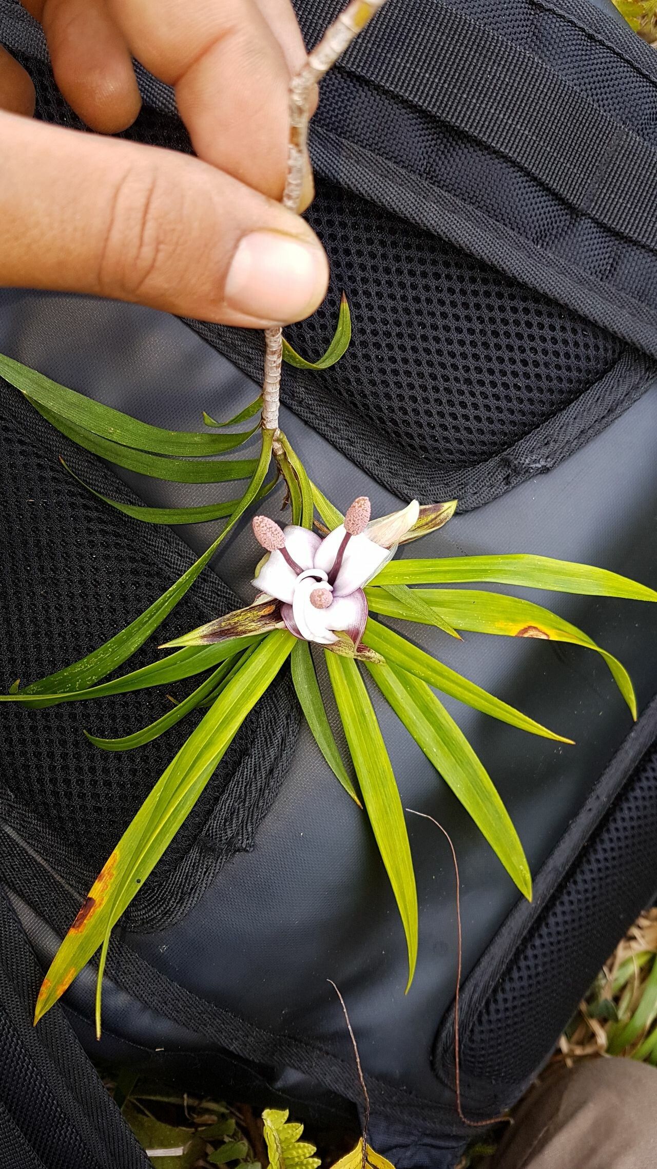 Freycinetia schlechteri flower