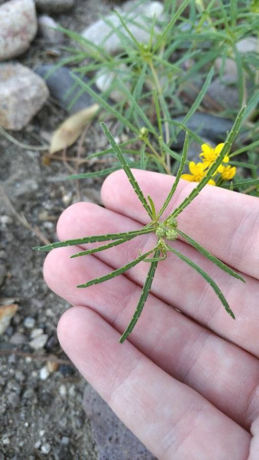 Pectis papposa — houseplant care guide