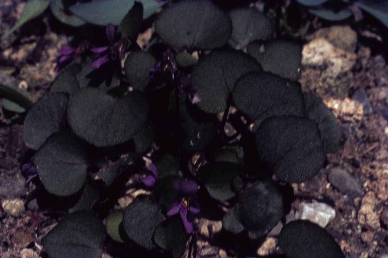 Viola flettii bark