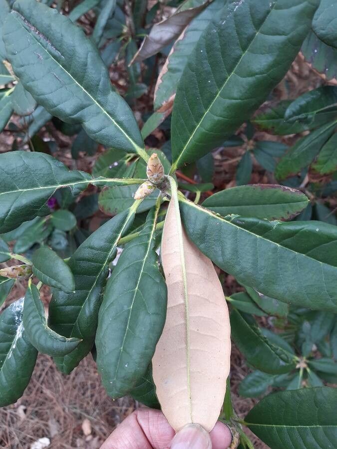 Rhododendron niveum — houseplant care guide