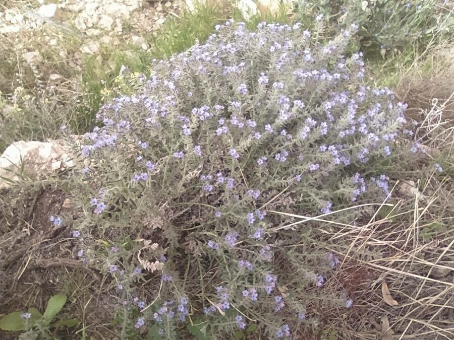 Alkanna strigosa — houseplant care guide