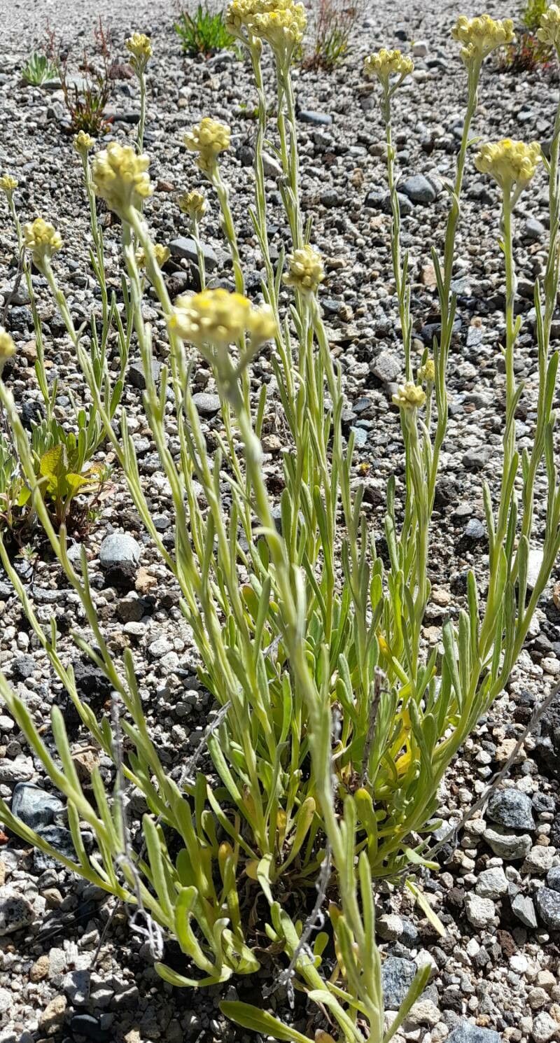 Pseudognaphalium vira-vira habit