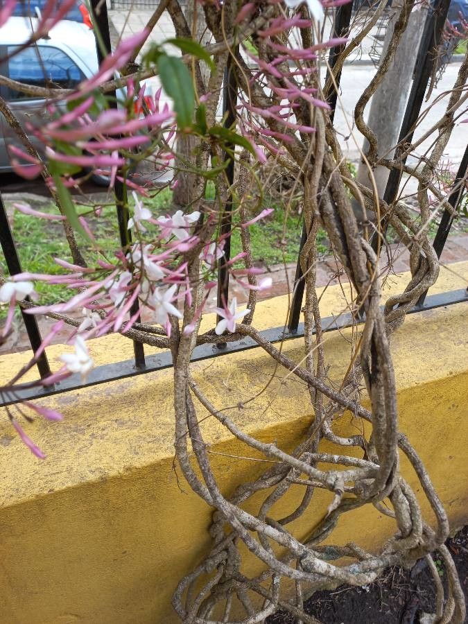 Jasminum polyanthum bark