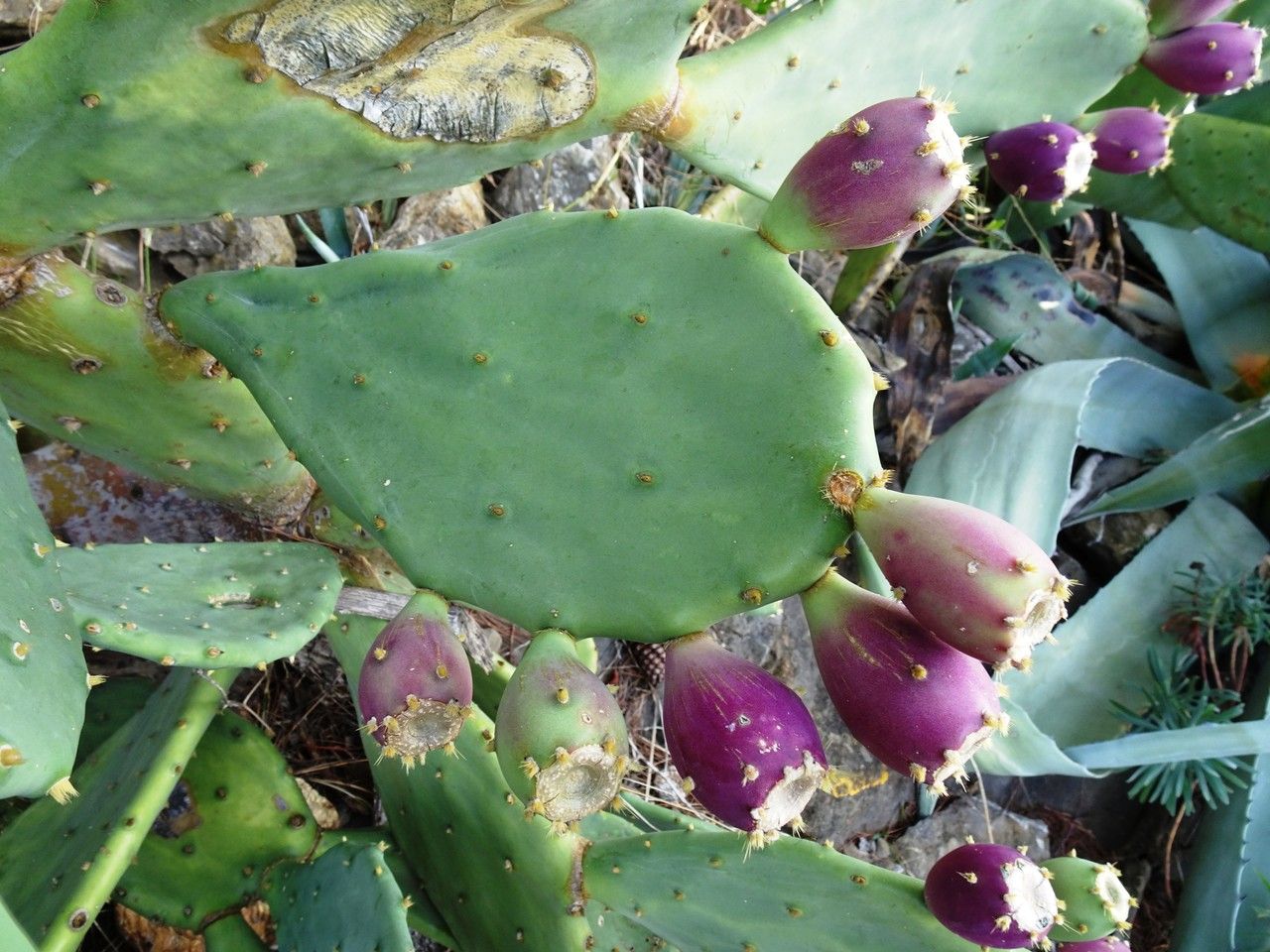 Opuntia stricta leaf