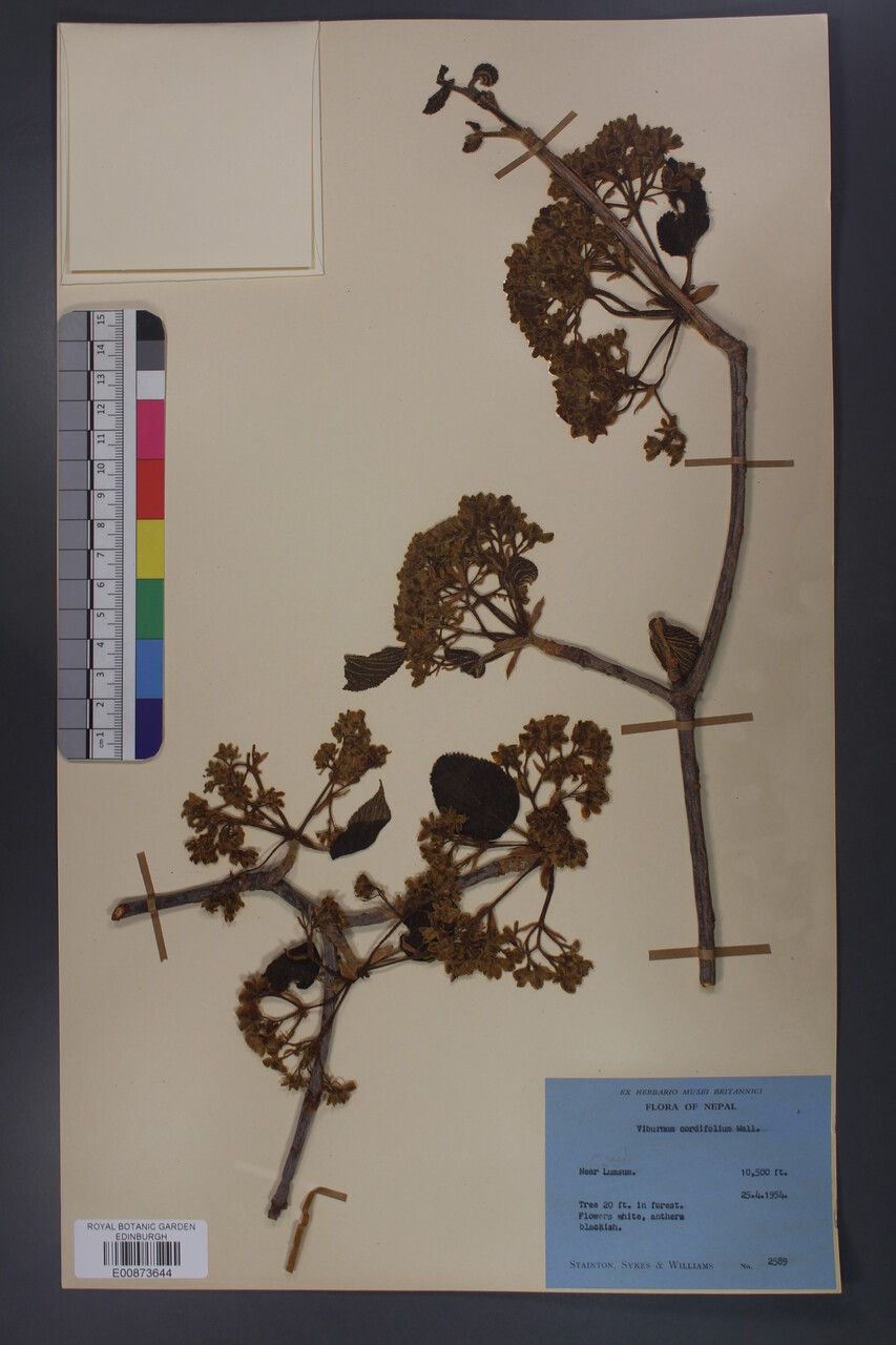 Viburnum cordifolium other