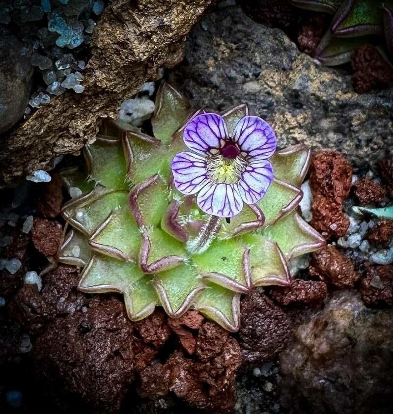 Pinguicula kondoi — houseplant care guide