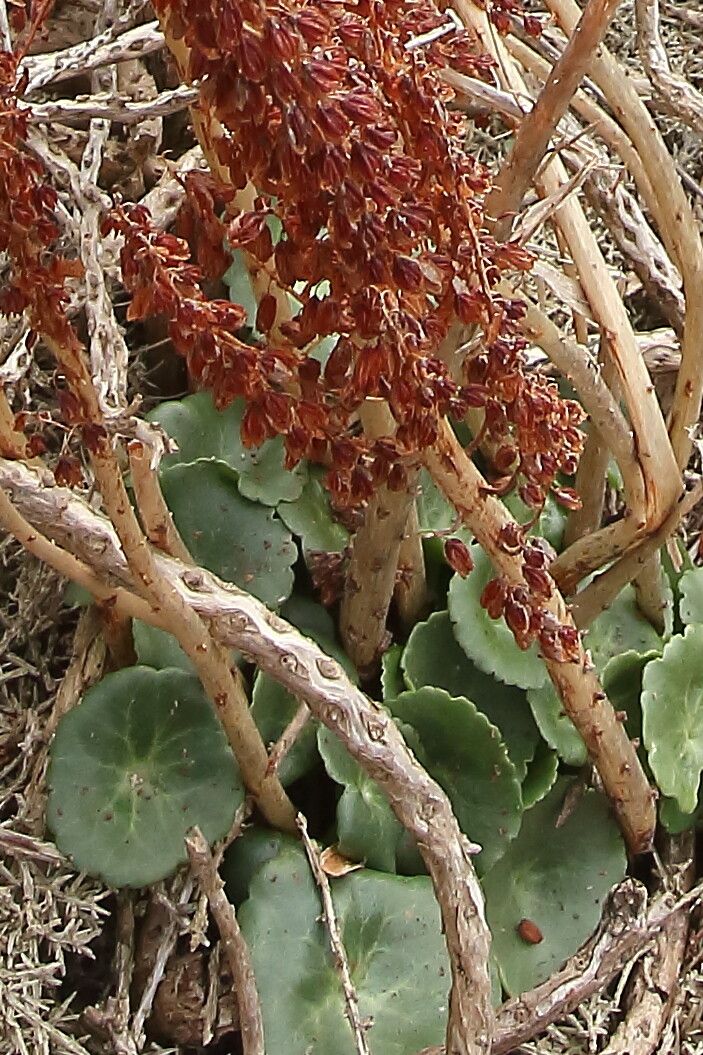 Umbilicus rupestris fruit