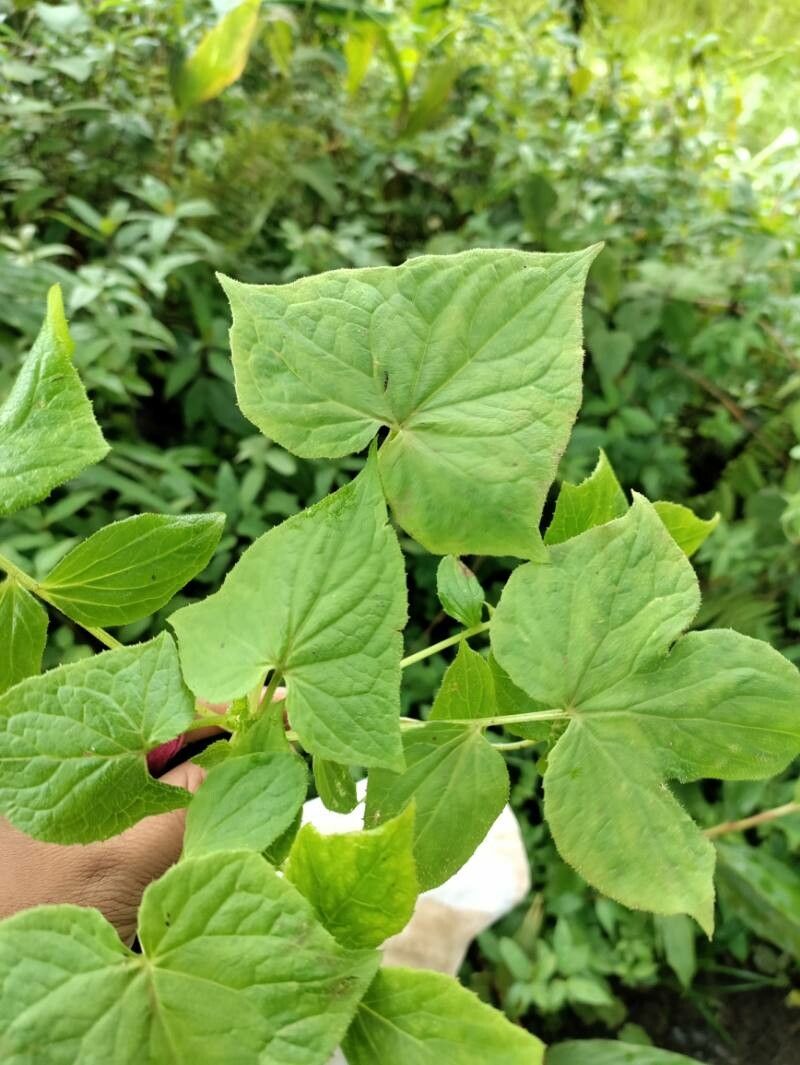 Parasenecio hastatus leaf