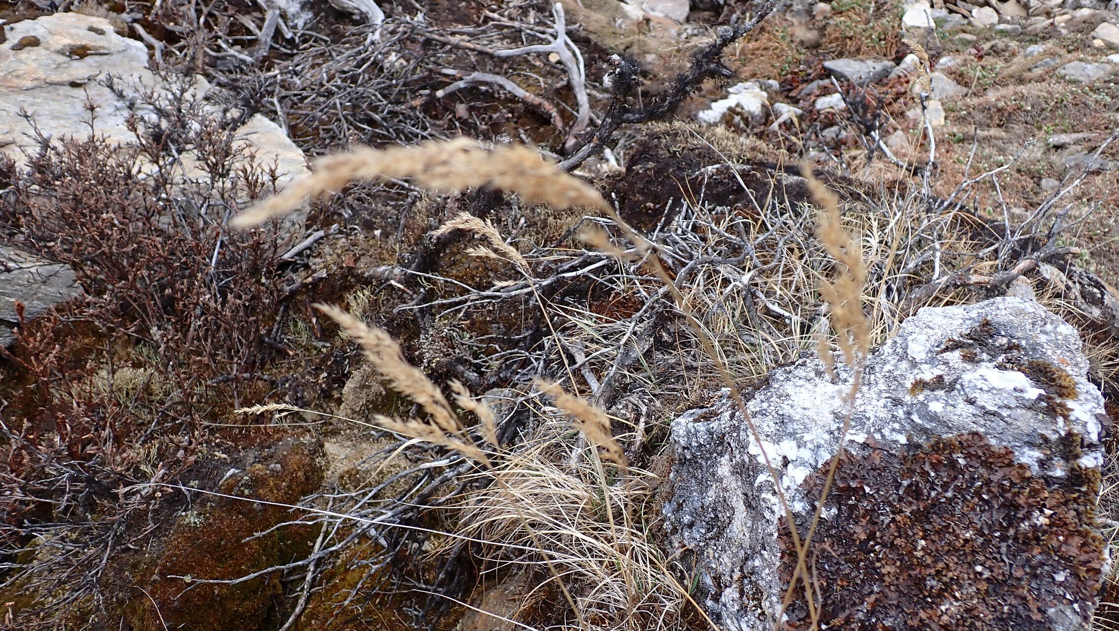 Calamagrostis scabrescens habit