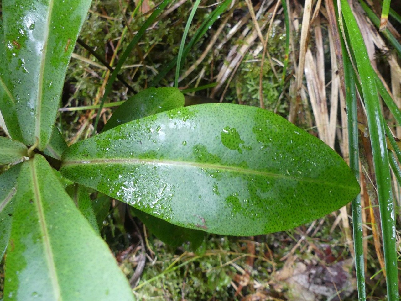 Badula grammisticta — houseplant care guide