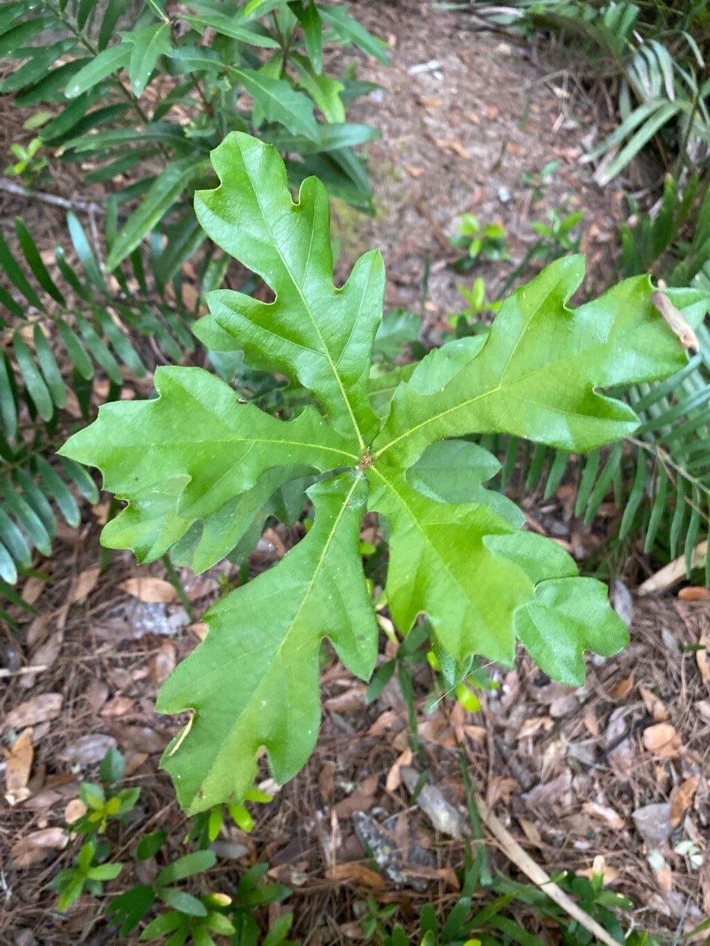Quercus austrina — search result for 'Quercus'