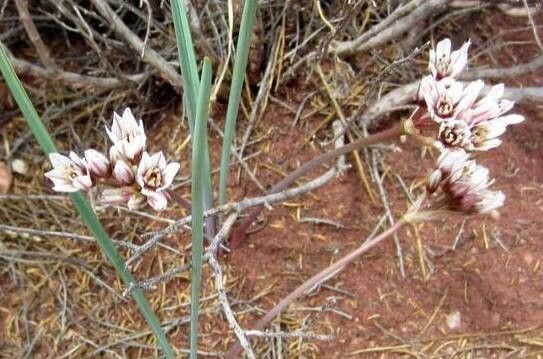 Nothoscordum andicola habit