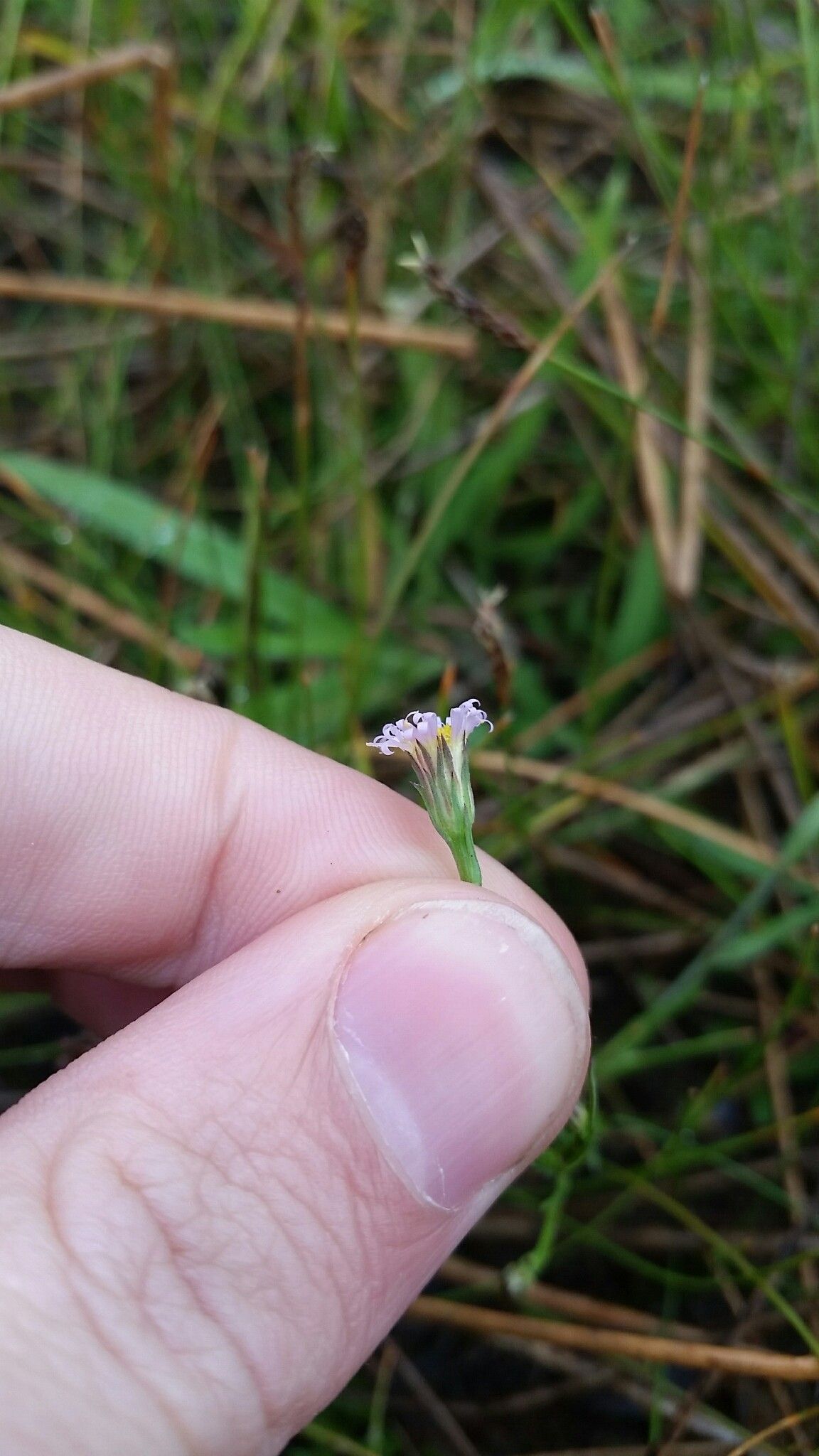 Symphyotrichum expansum — search result for 'Symphyotrichum'