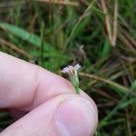 Symphyotrichum expansum