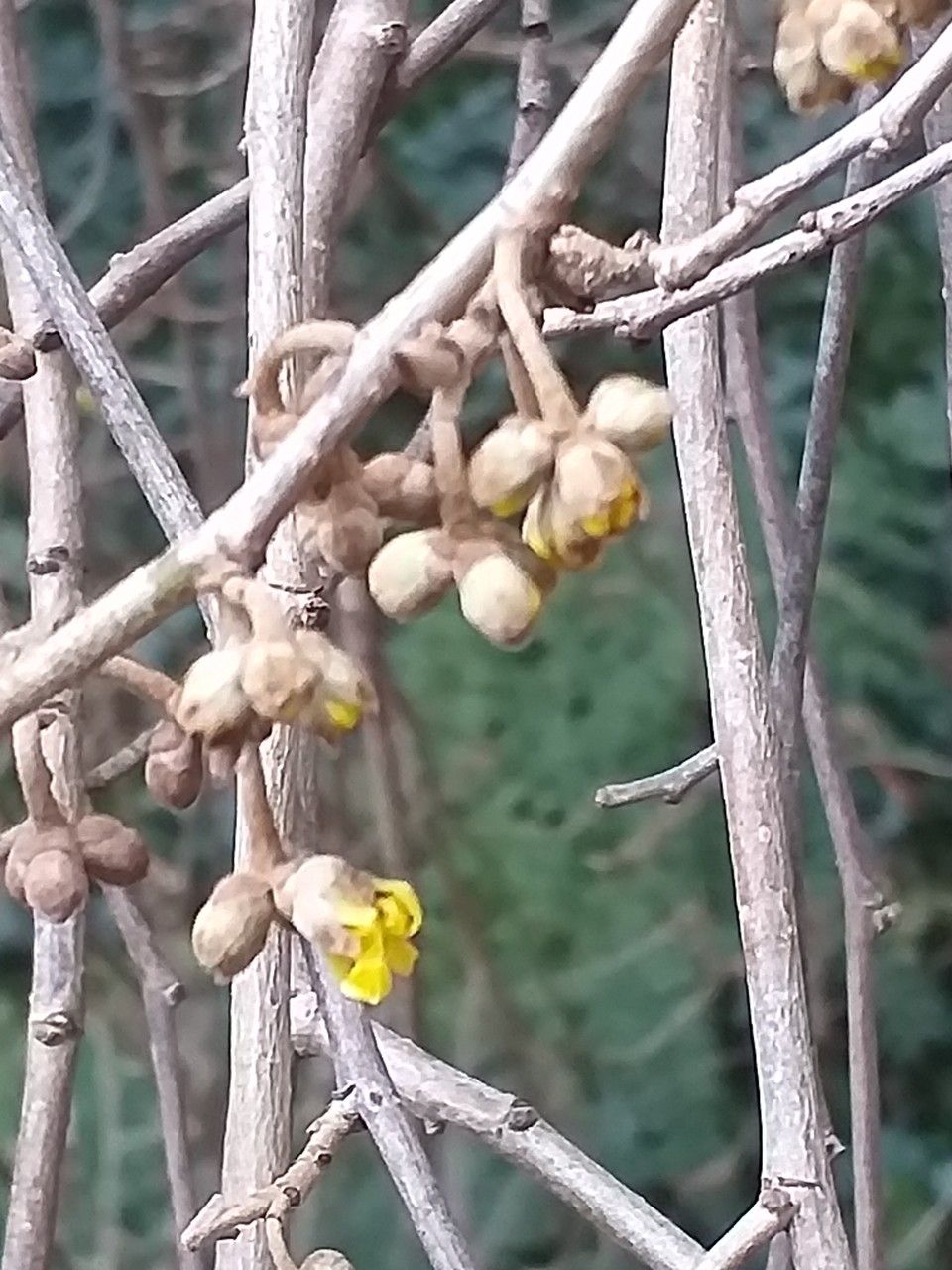 Hamamelis japonica flower