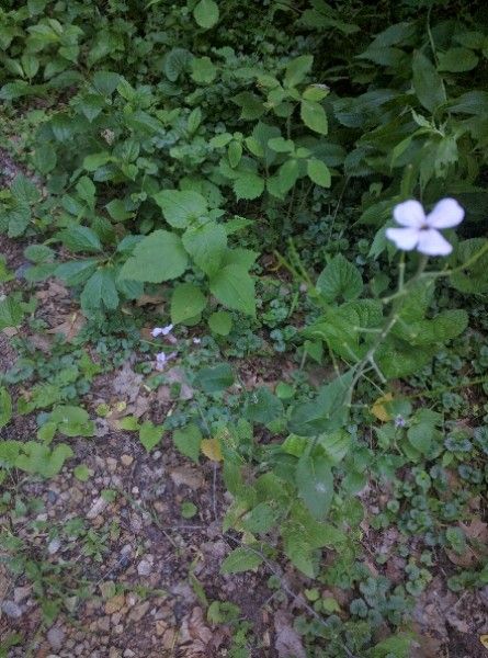 Houstonia pusilla leaf