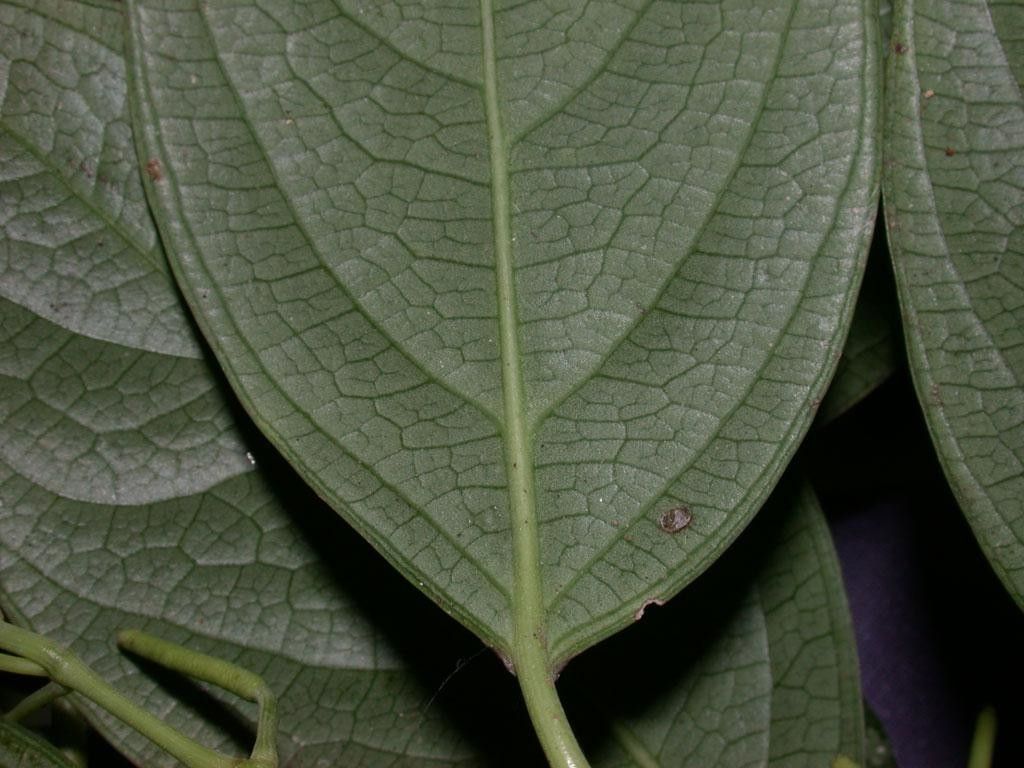 Piper urophyllum leaf