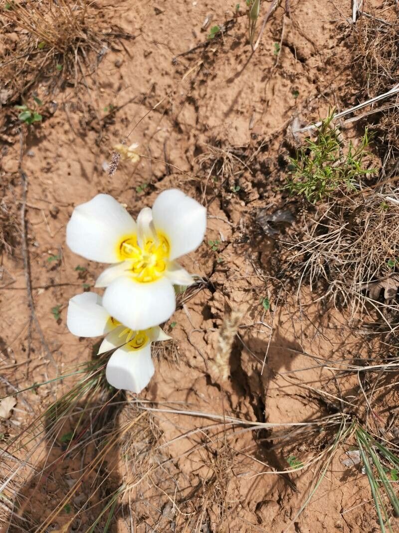 Calochortus nuttallii — search result for 'Calochortus'