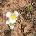 Calochortus nuttallii