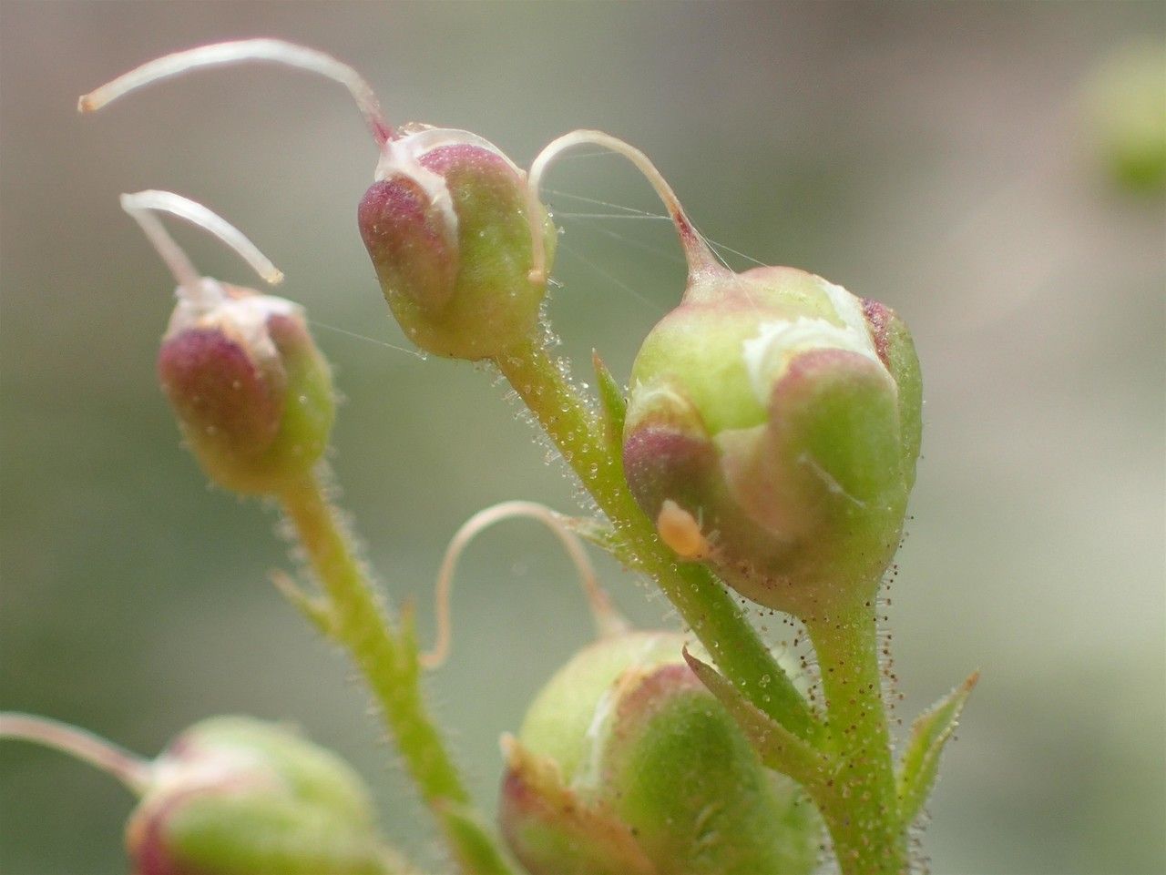 Scrophularia canina fruit