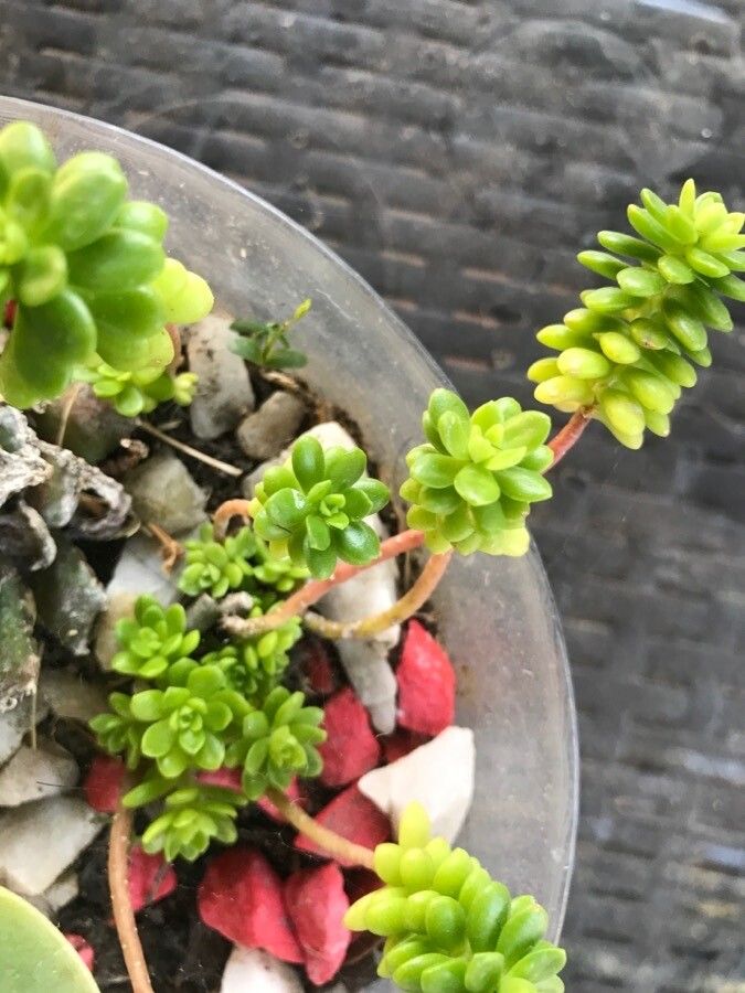 Sedum decumbens habit