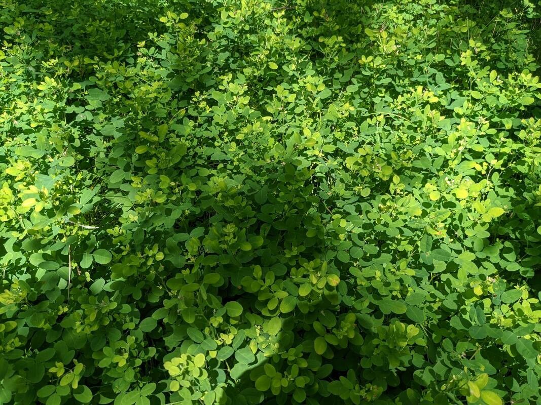 Lespedeza violacea leaf
