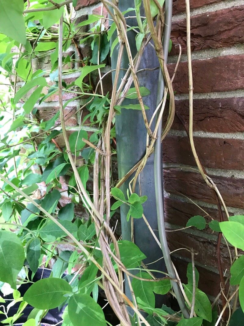 Lonicera × heckrottii bark