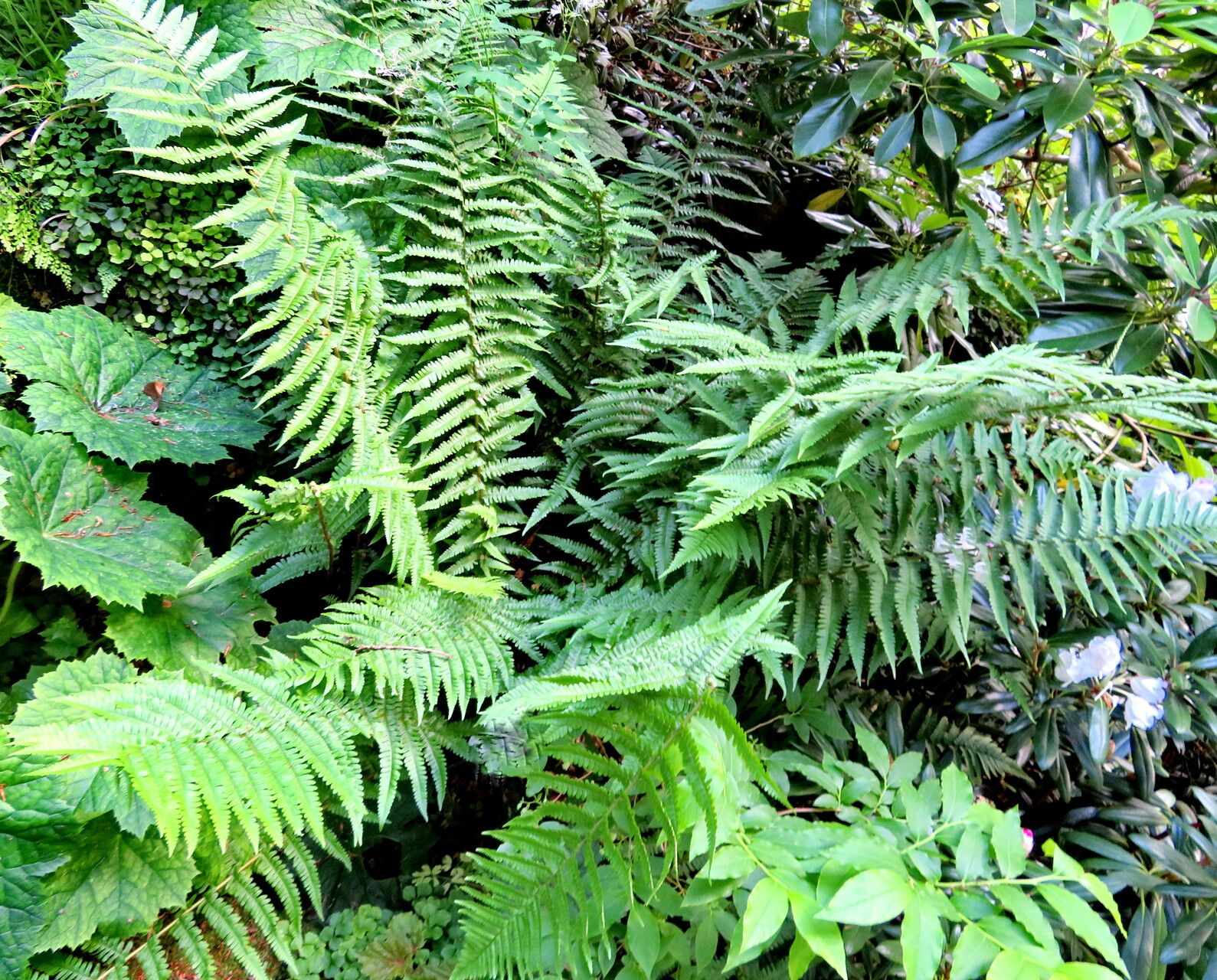 Dryopteris × complexa habit