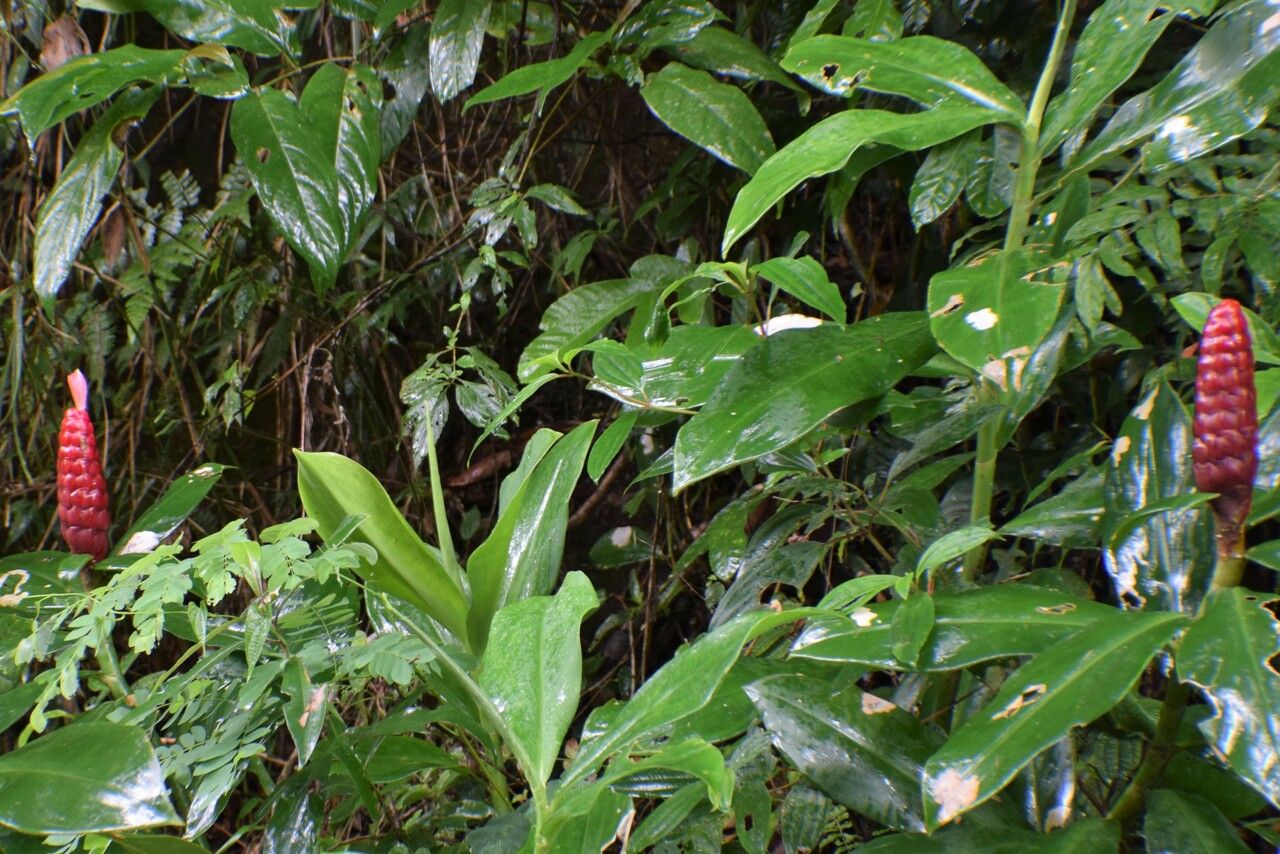 Costus woodsonii leaf