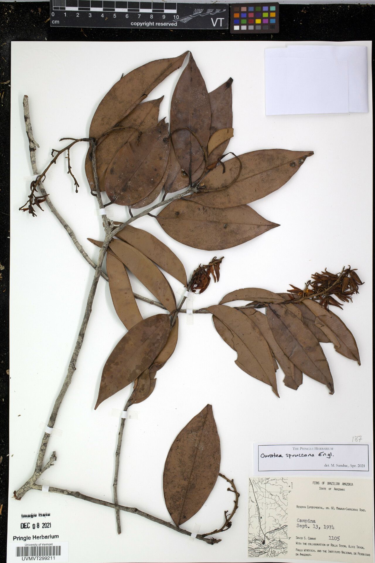 Ouratea spruceana other