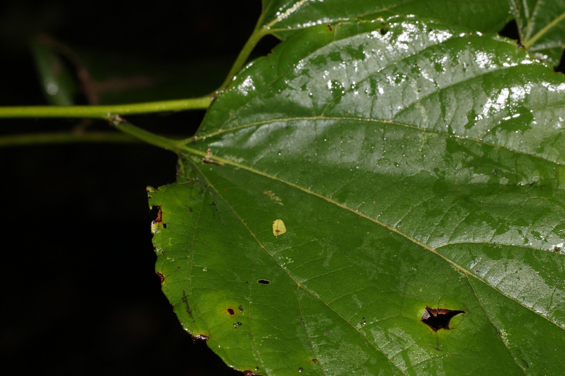 Colubrina triflora — search result for 'Colubrina'