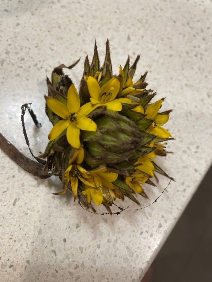 Molineria capitulata flower