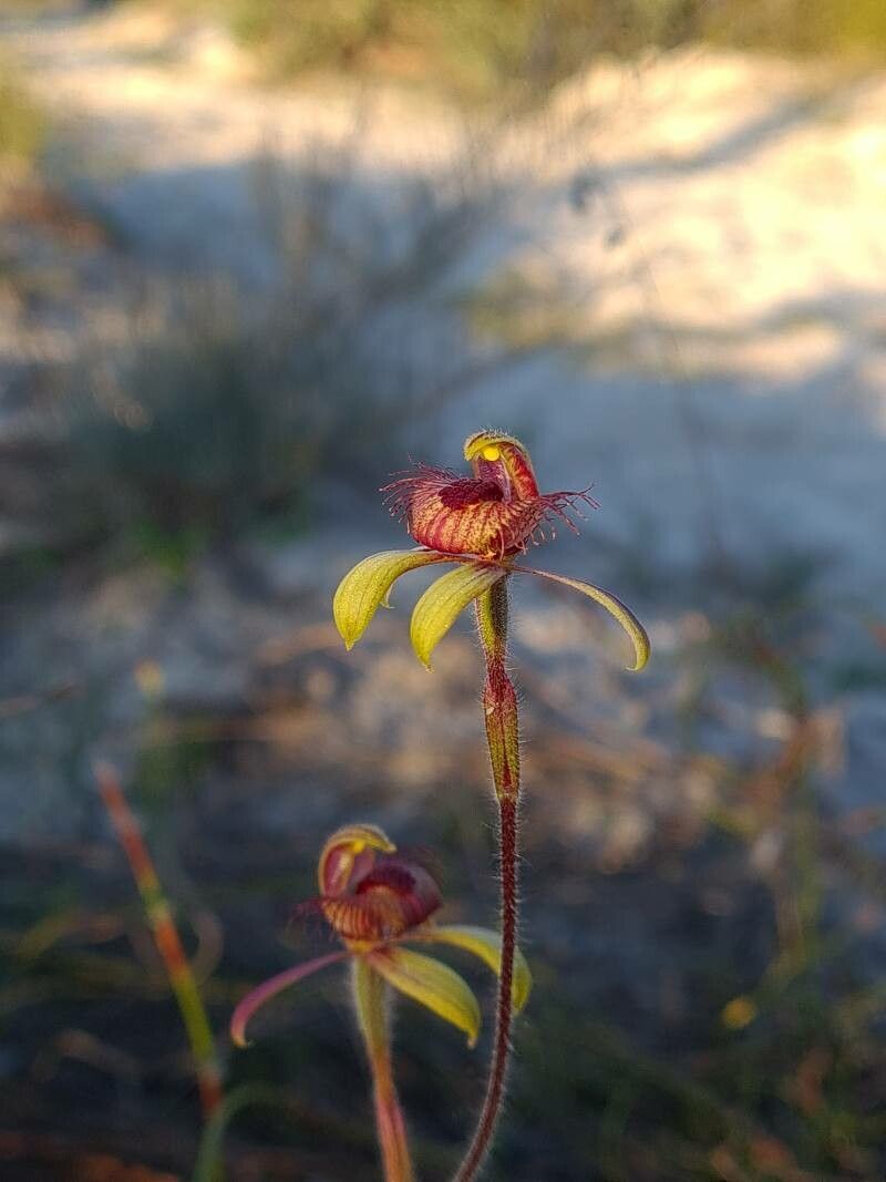 Caladenia discoidea — houseplant care guide
