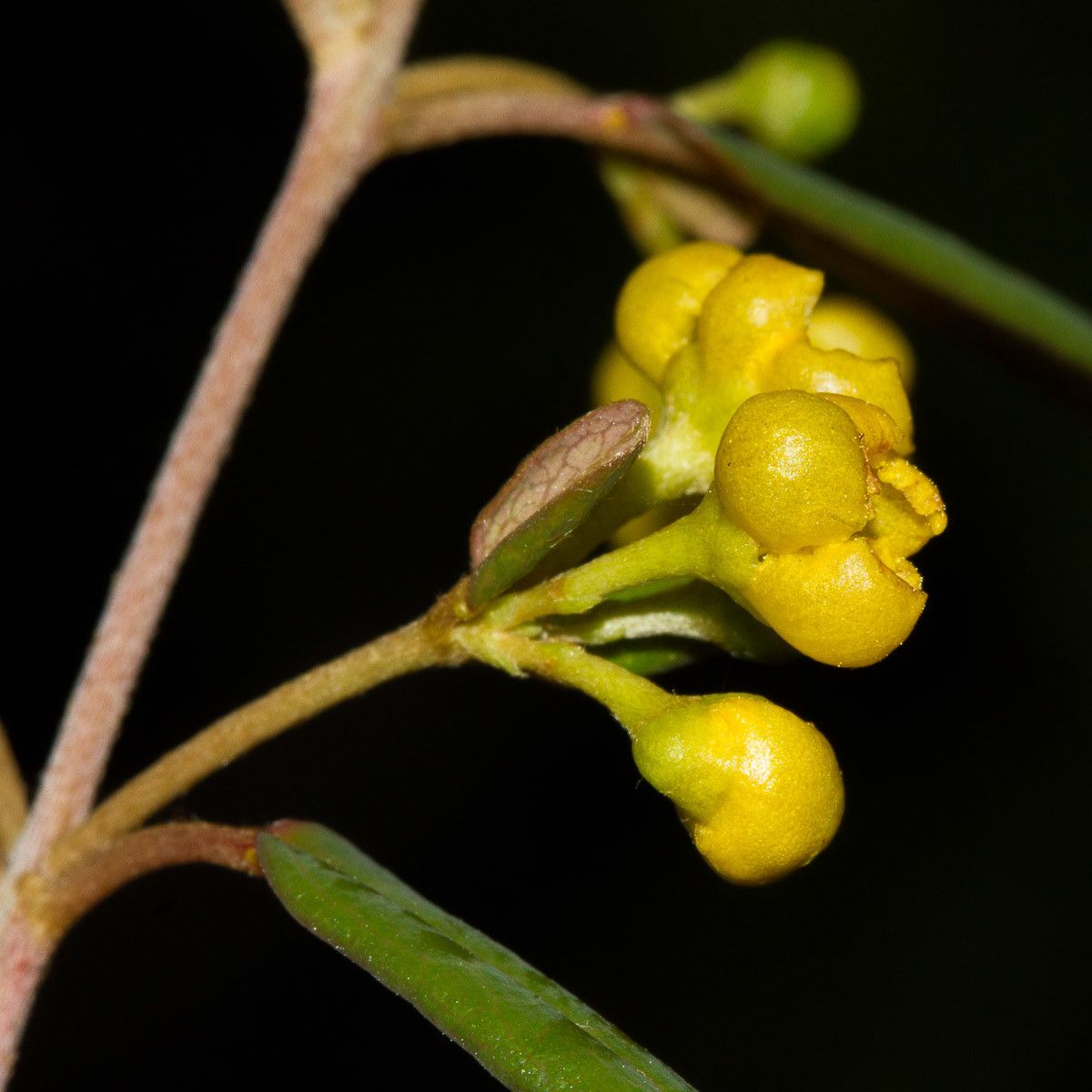 Stigmaphyllon gymnopodum fruit
