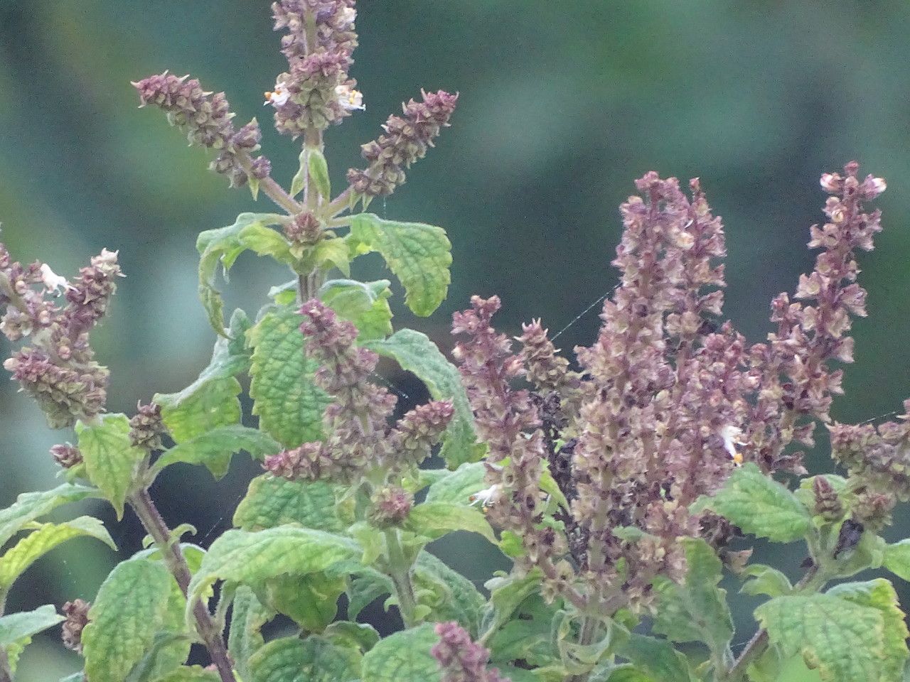 Ocimum gratissimum flower