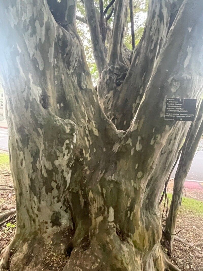 Caesalpinia punctata bark