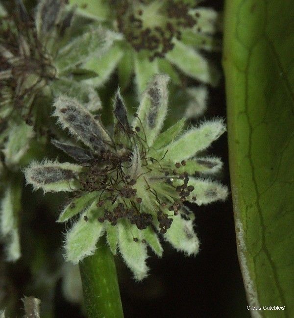 Homalium rubrocostatum fruit