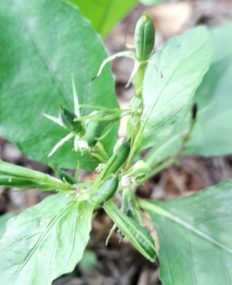 Ruellia tuberosa fruit