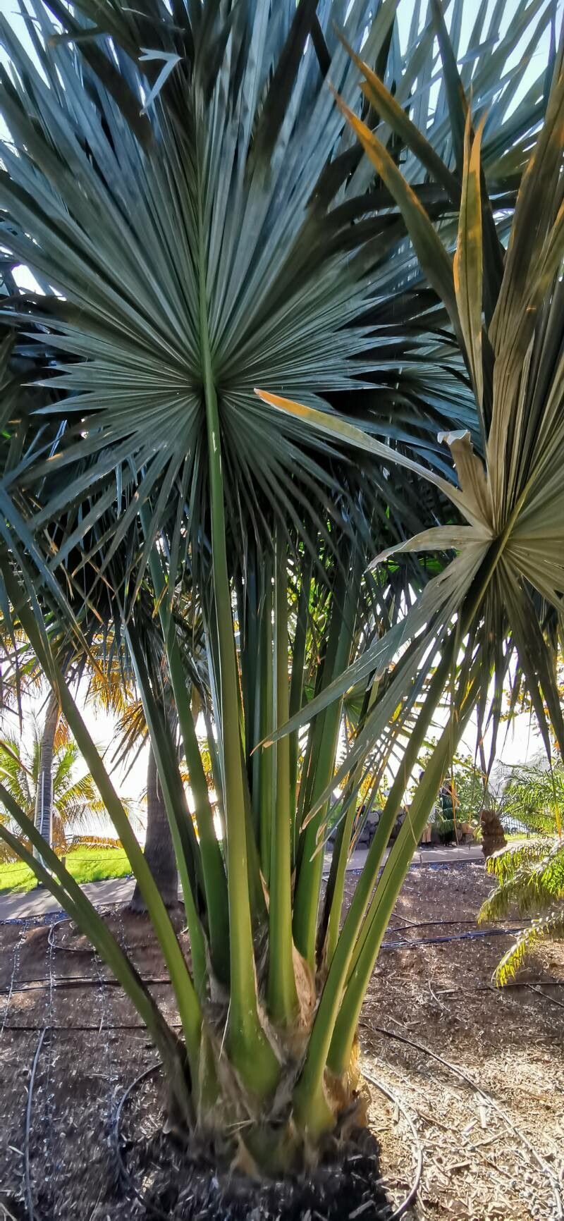 Corypha lecomtei habit