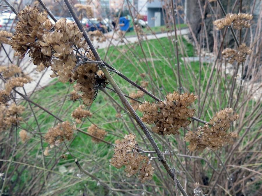 Caryopteris x clandonensis fruit