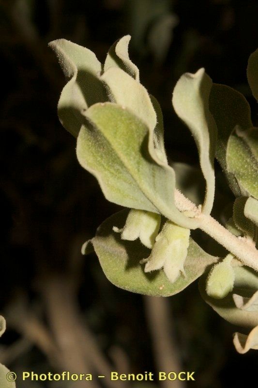 Withania adpressa — related species from the same genus